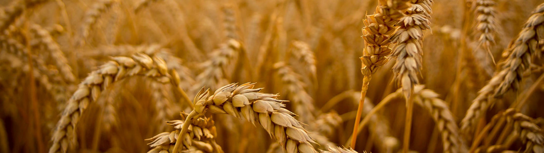 Cereals Industry Case Study